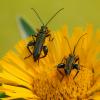 Узконадкрылка жёлтоногая.( Oedemera flavipes) . :: Александр Григорьев