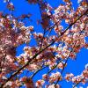 Май   Сакура  цветет  Японский  сад :: олег свирский 