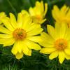 Жёлтые цветы :: Елена Рудкевич