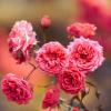 Сезон цветения роз :: Дмитрий 