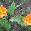 Два оранжевых цветочка :: Дмитрий Никитин