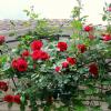 Плетистая роза на балконе :: Ирина 