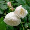 Освежающий майский дождик для белой, вьющей розы :: tatyana 