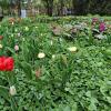 Зацвели тюльпаны в горсаду... :: Мария Васильева