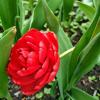 Склонил голову красный тюльпан... :: Мария Васильева