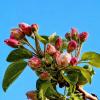 Яблони в цвету - весны творение! :: Елена Хайдукова  ( Elena Fly )