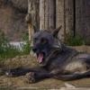 Мой друг - чёрный волк :: Владимир Максимов