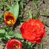 Такие разные тюльпаны :: Дмитрий Никитин