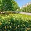 Yellow tulips :: Игорь Сарапулов