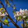"Отличный денёк. Яблони цветут"© :: Владимир Макаров