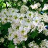Белые цветы боярышника :: Сергей Карачин
