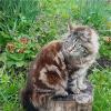 У каждой кошки своё очарование! :: Нина Андронова