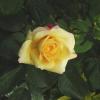жёлтая роза :: Валентин Семчишин