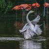 Розовые фламинго и белый лебедь :: Михаил Измайлов