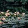 Водяные лилии на озере Сижу в Ханчжоу :: Дмитрий 