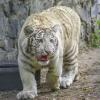 Бенгальский тигрёнок Кови :: Михаил Измайлов