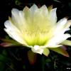 цветок кактуса. :: Валерьян 