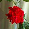 Красавица китайская роза :: Светлана 