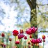 Тюльпаны розовые, оранжевые и красные с видом на Белое озеро :: Анастасия Белякова