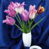 Тюльпаны – это сказочные кисти, которые раскрашивают нашу жизнь. :: александр 