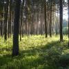 Утро в сосновом лесу. :: Александр Николаев