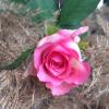 Красота розы :: Анна Самара