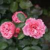 Розы в ботаническом саду :: Ольга 