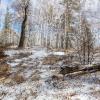 Апрель в лесу. :: Алексей Трухин