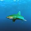 зеленая акула :: Анютка А