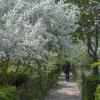Весна в ботаническом саду Н В Багрова :: Валентин Семчишин