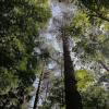 Кружевной лес :: Тамара 