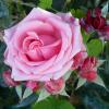 За красоту мы любим розы, Их дивный запах, аромат :: Рина Воржева
