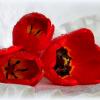Красные тюльпаны. :: nadyasilyuk Вознюк