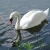 Лебеди на городском озере :: Рита Симонова