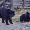 Мой Ижевск - Уссурийский медведь :: Владимир Максимов