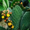 Цветущие кактусы на юге Франции (2) :: Георгий А