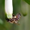 Ландыш  и  пчела :: Геннадий Супрун