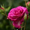 Малиновая роза -мила и необычна, как жизненная проза, с любовью - поэтична.. :: Юрий. Шмаков