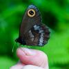 Бабочки - летающие цветы природы! :: Вадим Басов