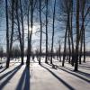 Снег,Солнце,лес :: Андрей Хлопонин