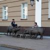 Памятник свиньям в Томске :: Галина Кан