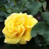 Желтая роза. :: Маргарита ( Марта ) Дрожжина