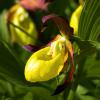 Цветение венериного башмачка в Ухте - самая крупноцветкова из наших северных орхидей :: Николай Зиновьев