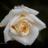 Белая роза после дождя :: Александр Синдерёв