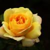 Жёлтые розы, пыл отношений, символы солнца, взгляд откровений.. :: Юрий. Шмаков