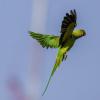 Длиннохвостый попугай. :: Alexander Amromin