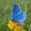 Polyommatus bellargus :: Константин Штарк