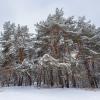 В снегу :: Александр Синдерёв