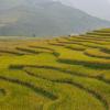 rice fields :: Max 