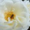 White flower :: Mila Kh